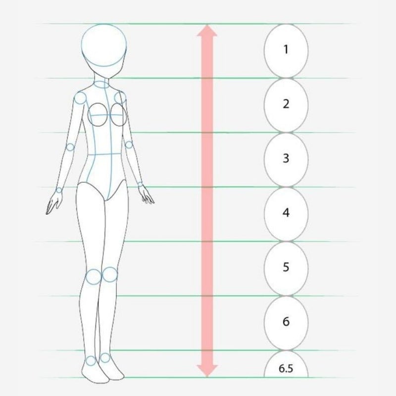 Hình vẽ tỷ lệ cơ thể người với các đường phân chia thành 6,5 phần, có mũi tên đỏ chỉ chiều cao tổng thể.