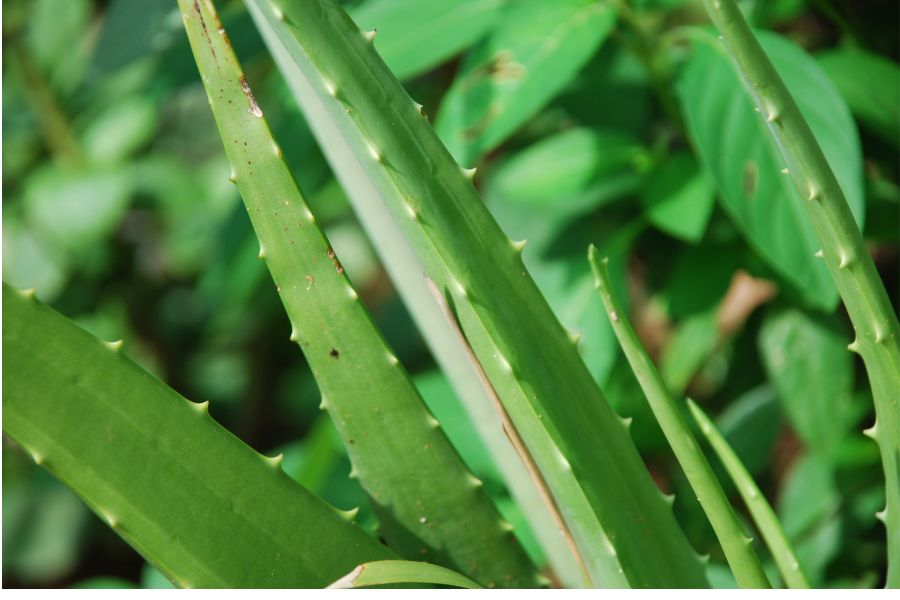 Chiết xuất Lô hội