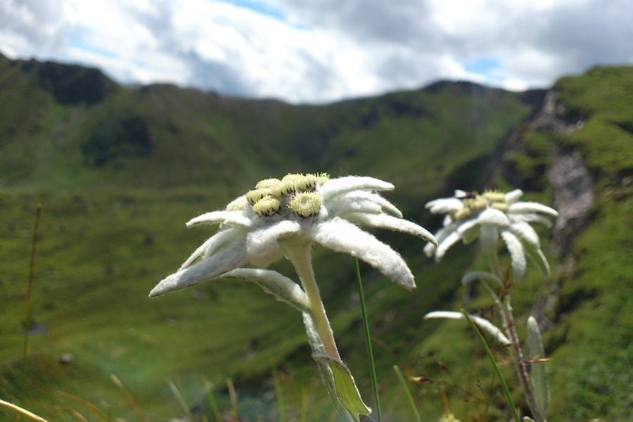 hoa_nhung_tuyet__4__c28c581ad3d74f438d3dad2b57de38a1 Hoa nhung tuyết - Vẻ đẹp và công dụng trong chăm sóc da