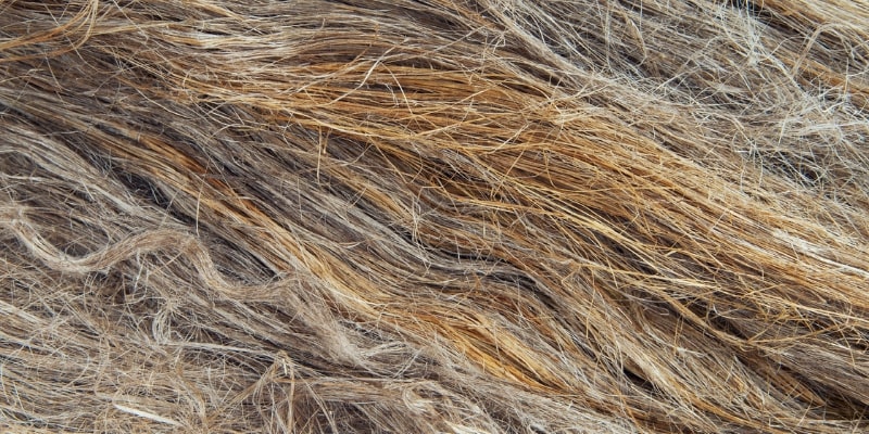 soi-lanh-la-gi_a6134a5f1c6c4eeca5961b9974a7b757 Vải lanh là gì?