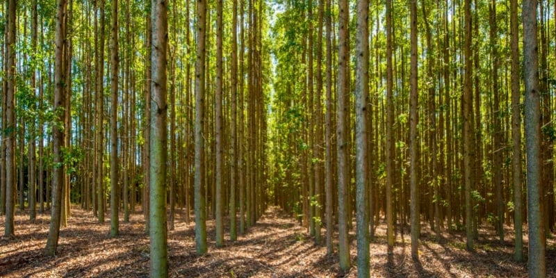 to-viscose-to-visco-la-gi__26__e5ed2cf7ac904ce6978b688f7a833c20 Tơ Viscose