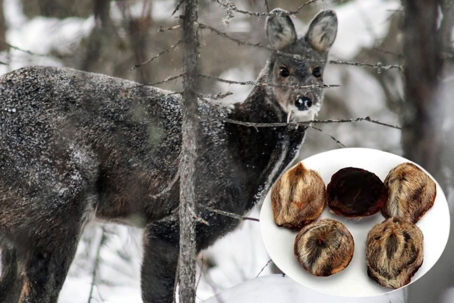 xa huong 1 8b58f241cf74462bbfe70c6b18af29e8 1